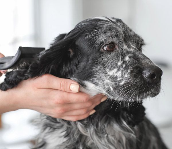 Mobile dog groomers Norwihc